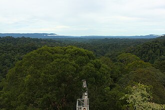 Batu Apoi Forest Reserve