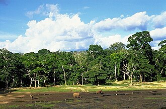Northwestern Congolian lowland forests